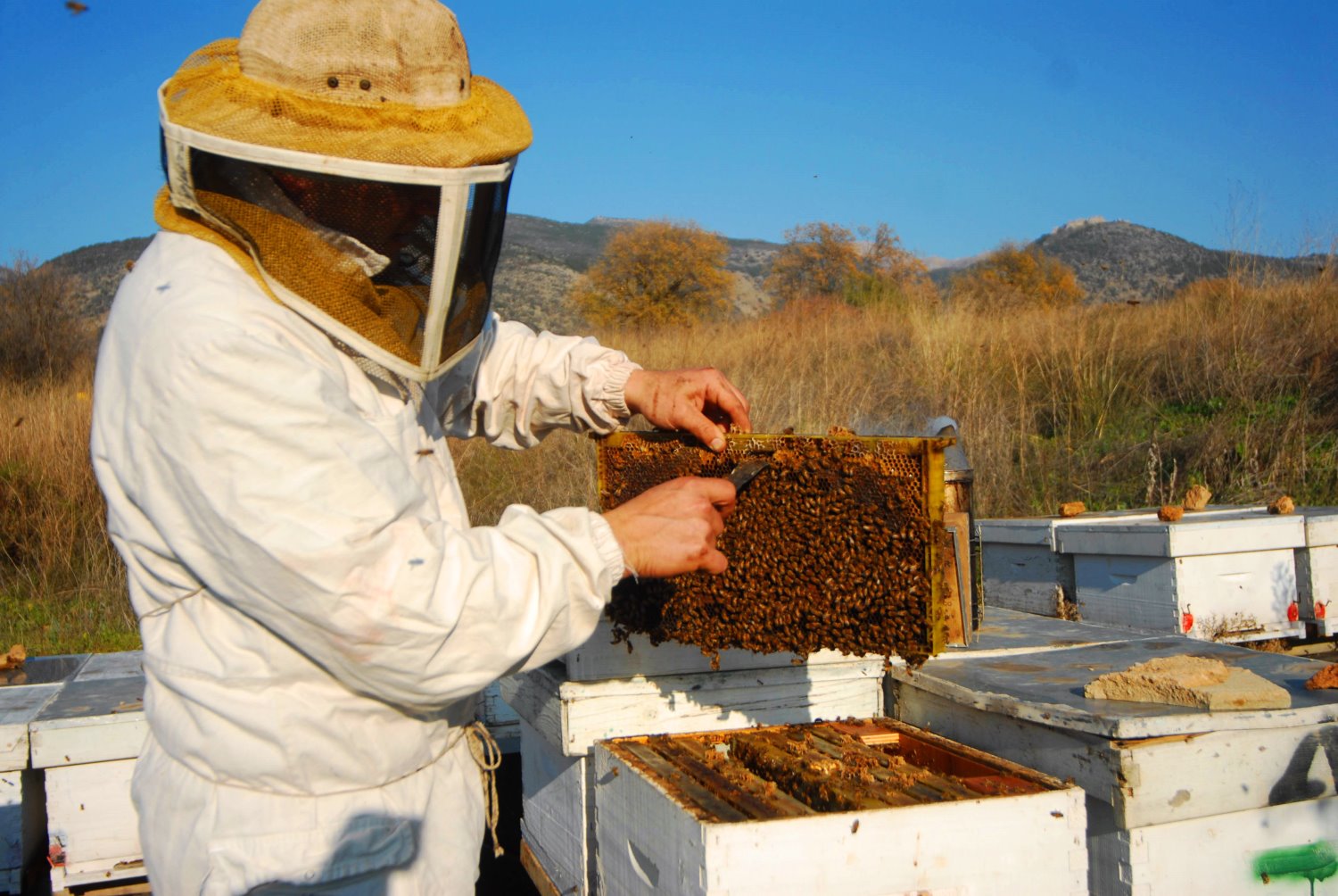 דבוראים בפעולה צילום מועצת הדבש