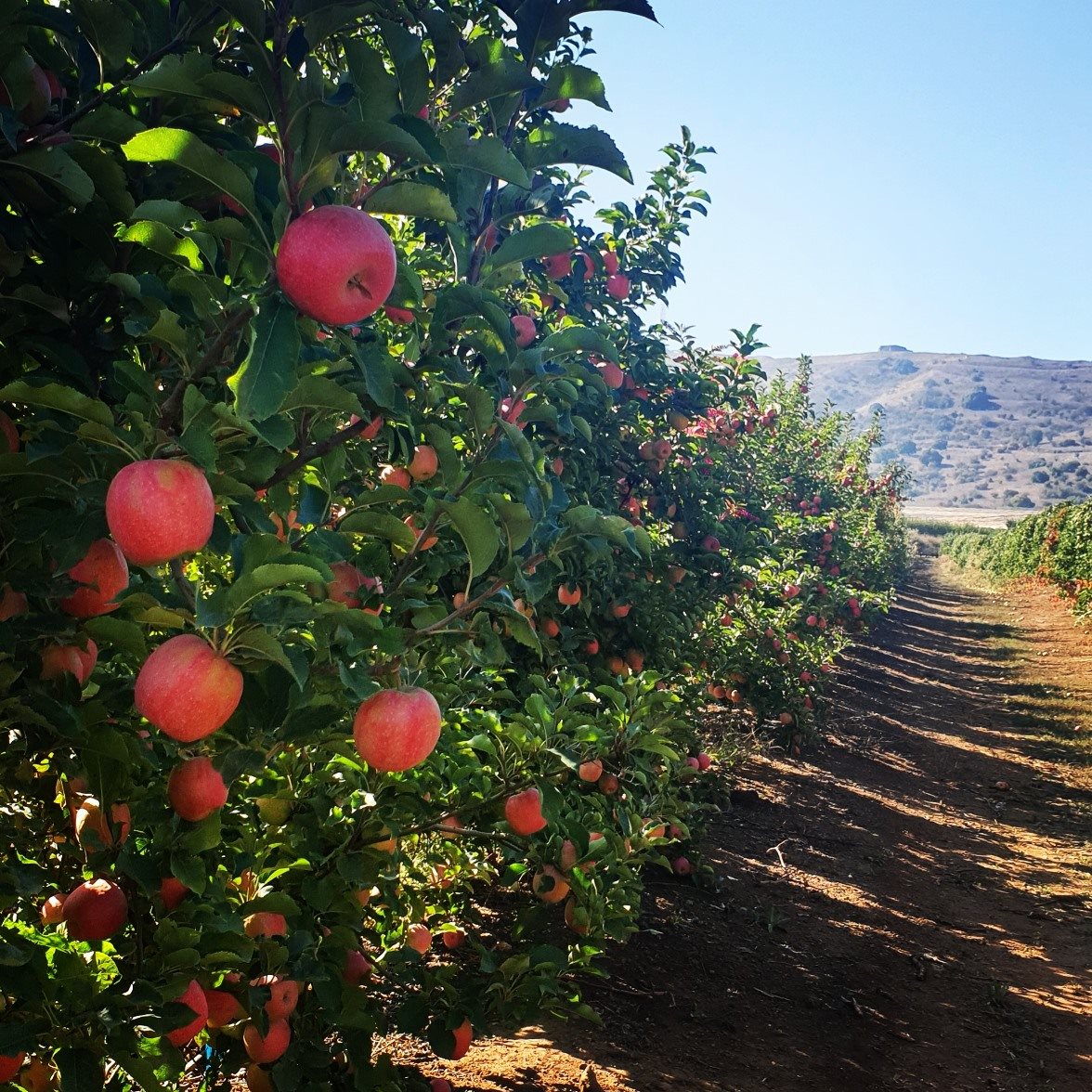 מטע תפוח מזן פינק ליידי בגולן- צילום תקשורות יעל שביט
