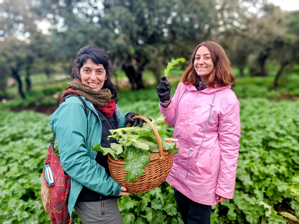 סיור ליקוט בגליל צילום אופק רון כרמל 