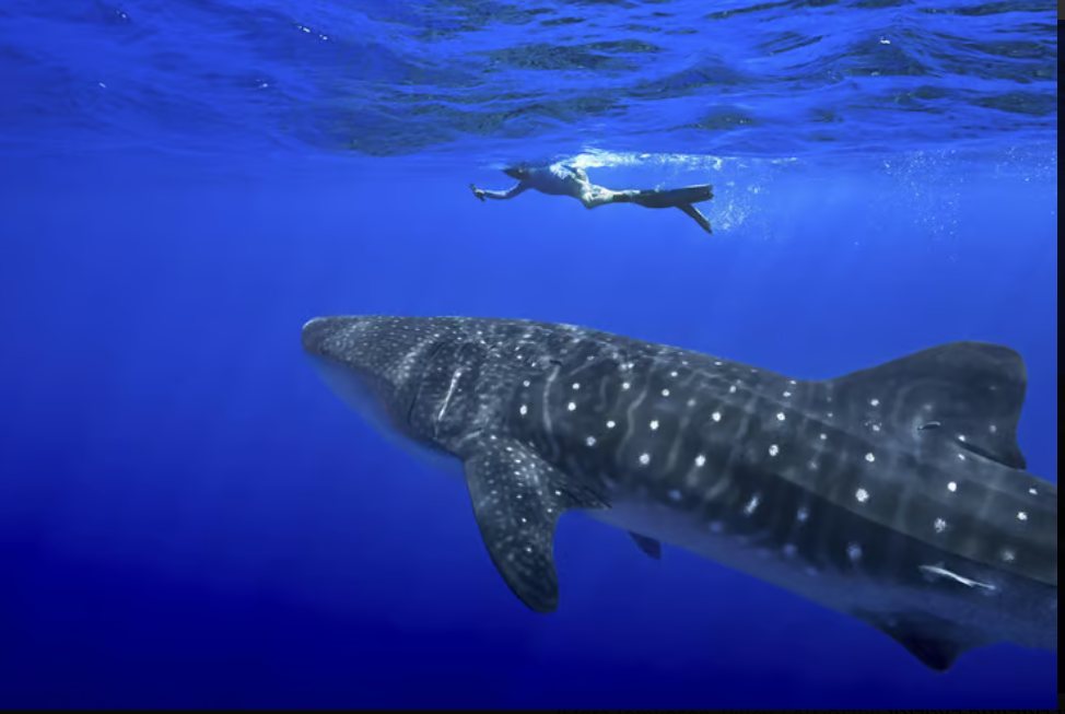 צלילה ליד כריש לווייתני באוקיינוס האטלנטי (צילום: Flora Tomlinson-Pilley / AP)