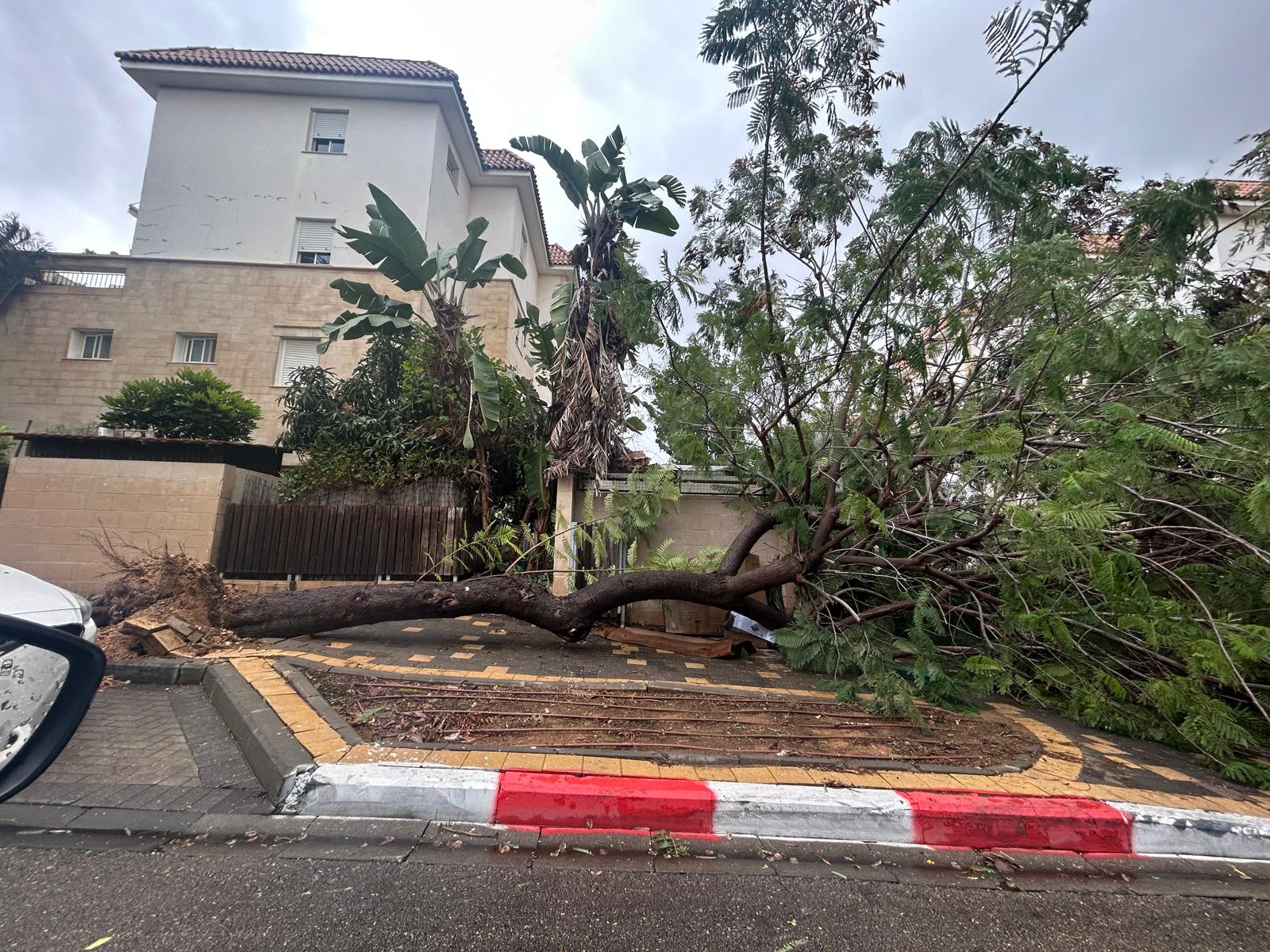 צילום: יעקב קורץ (קורצי) 