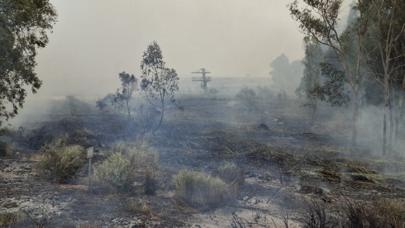 נזקי הטבע בשריפה | צילום: יריב מליחי מרשות הטבע והגנים