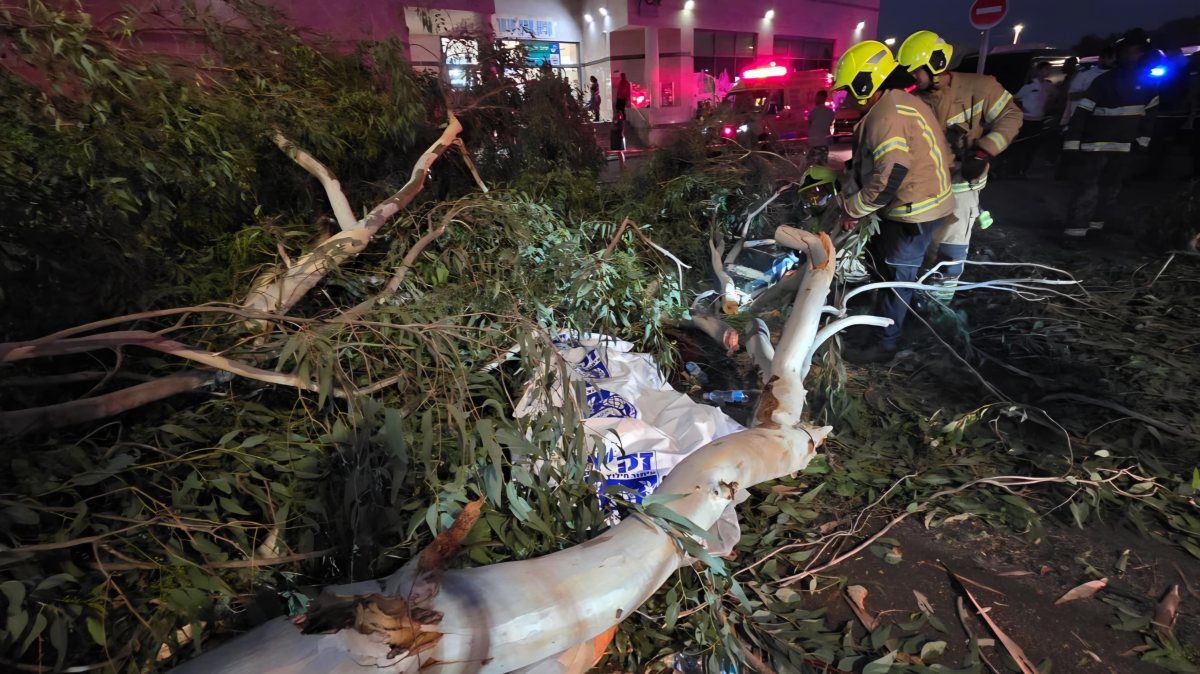 טרגדיה באסף הרופא: אדם נהרג מקריסת עץ כשיצא לקנות מים לאשתו היולדת  צילום: דוברות זק&quot;א 