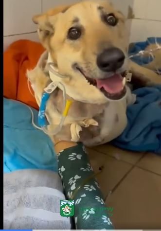 &quot;חץ&quot; - נפצע מטיל איראני ומתאושש.