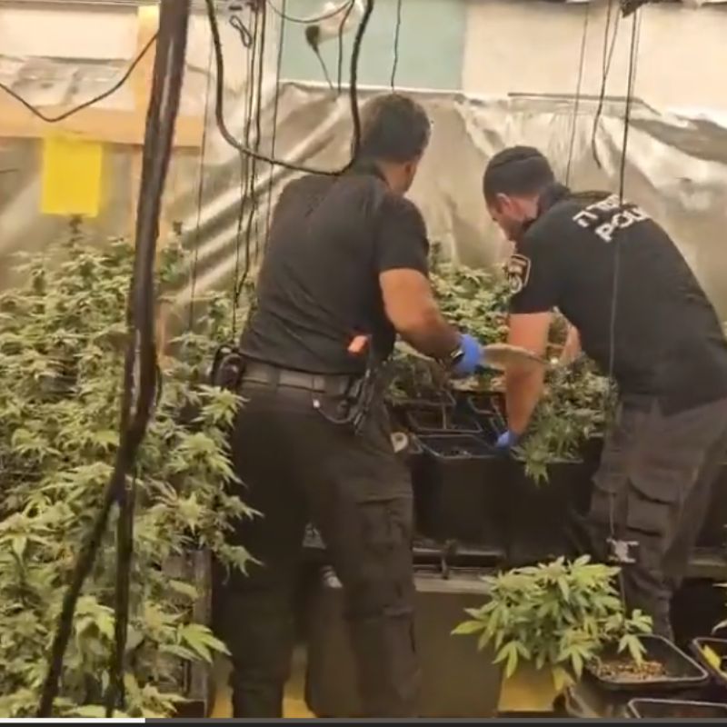 מעברת הידרו, 100 קג סם ואלף שתילים - זה מה שמצאה המשטרה בגן ילדים נטוש בבאר יעקב