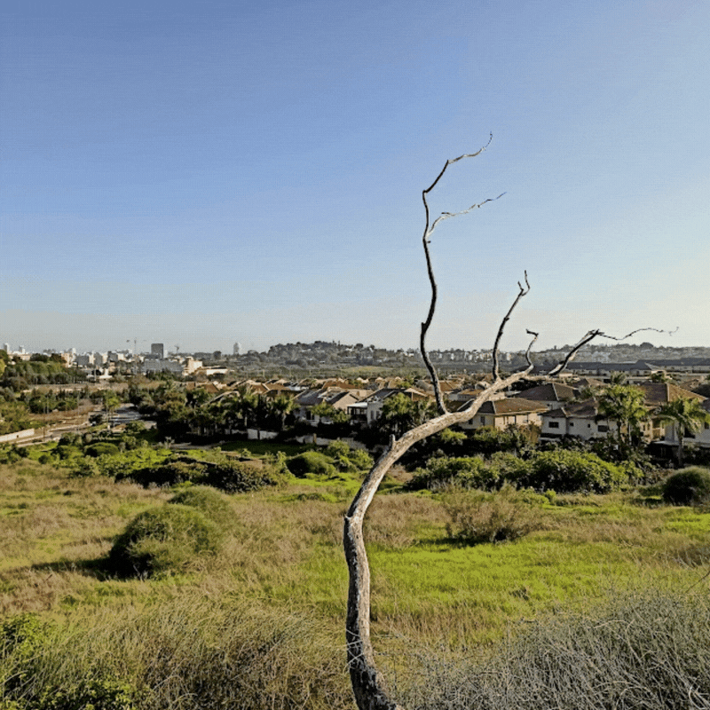 נוף גבעות הכורכר בנס ציונה צילום נס ציונה נט 
