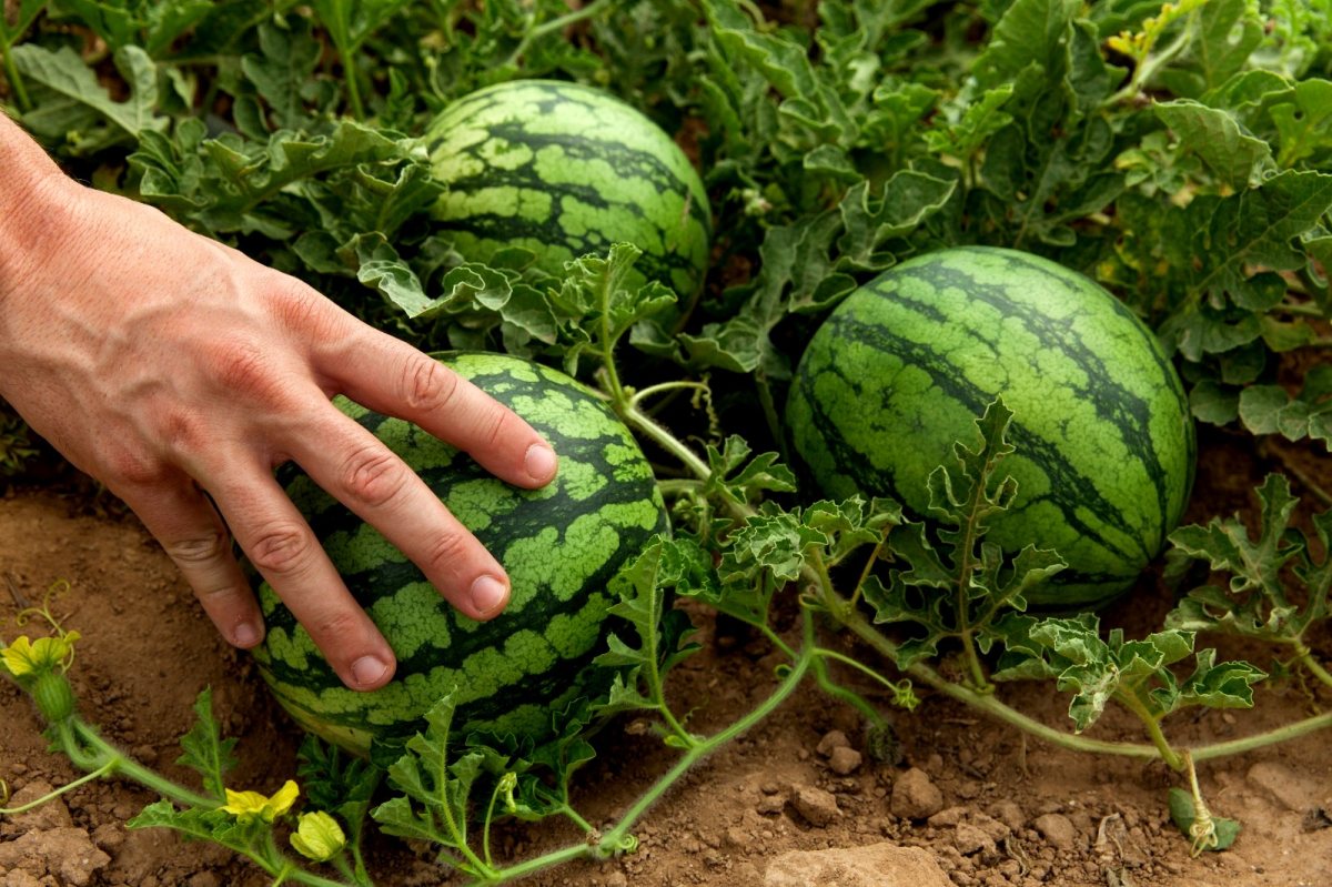 מיני אבטיח- קרדיט- חברת הזרע 