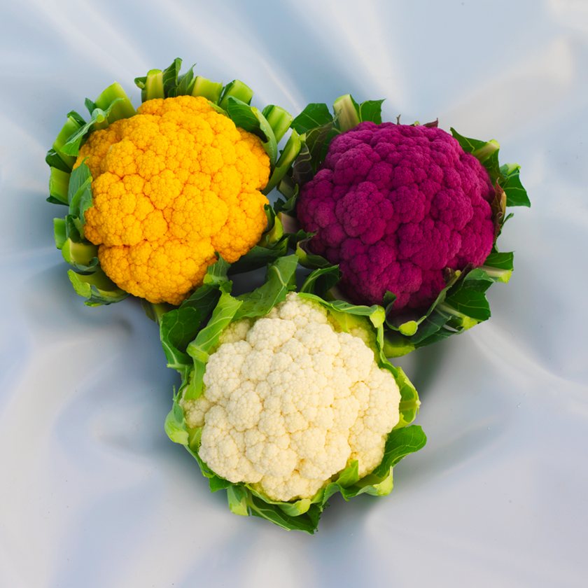 כרוביות סגול כתום ולבן קרדיט - זרעים גדרה סינגנטה