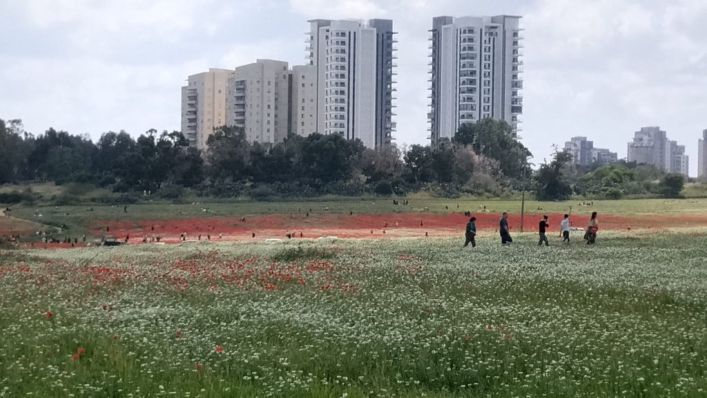 שדה פריחה למרגלות טירת שלום נס ציונה וכפר גבירול רחובות