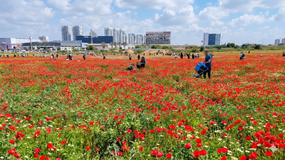 פריחת פרגים מרהיבה בין טירת שלום לרחובות