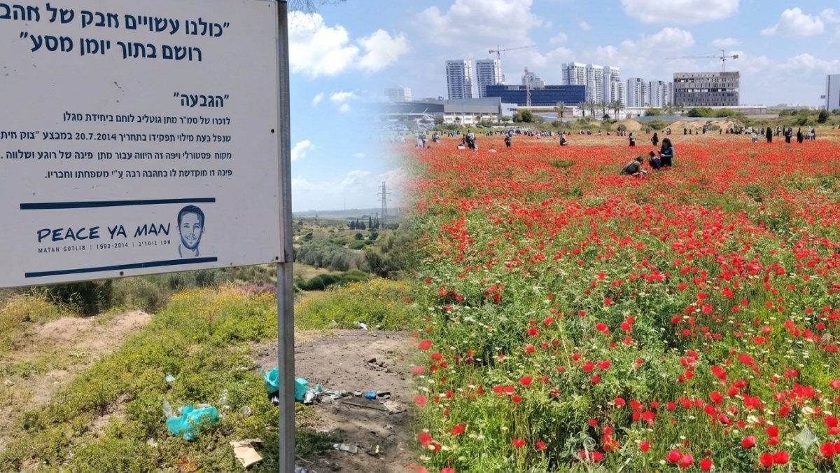 שבת אדומה סביב נס ציונה - אלפי מבקרים גדשו את מרבדי הפריחה בשדות טירת שלום ורחובות