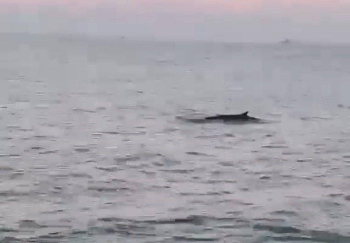 לוויתן סמוך לאשדוד - רשות הטבע והגנים