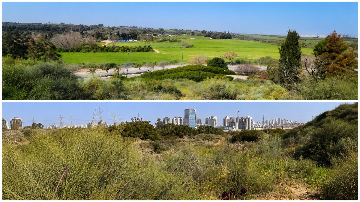 דדוברות ועדת התכנון