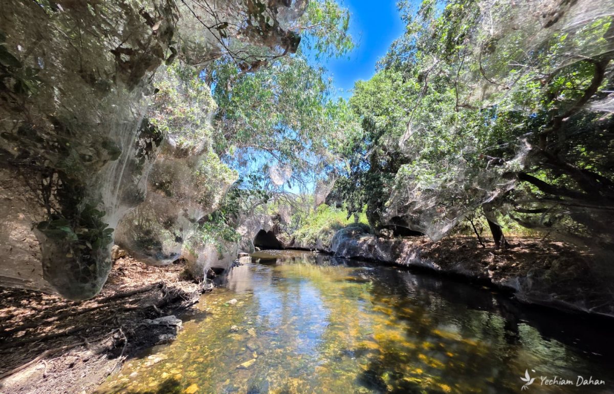 שמיכת קורי ענק עוטפת את הצמחייה בנחל שורק צילום - יחיעם דהן, מתנדב רשות הטבע והגנים  
