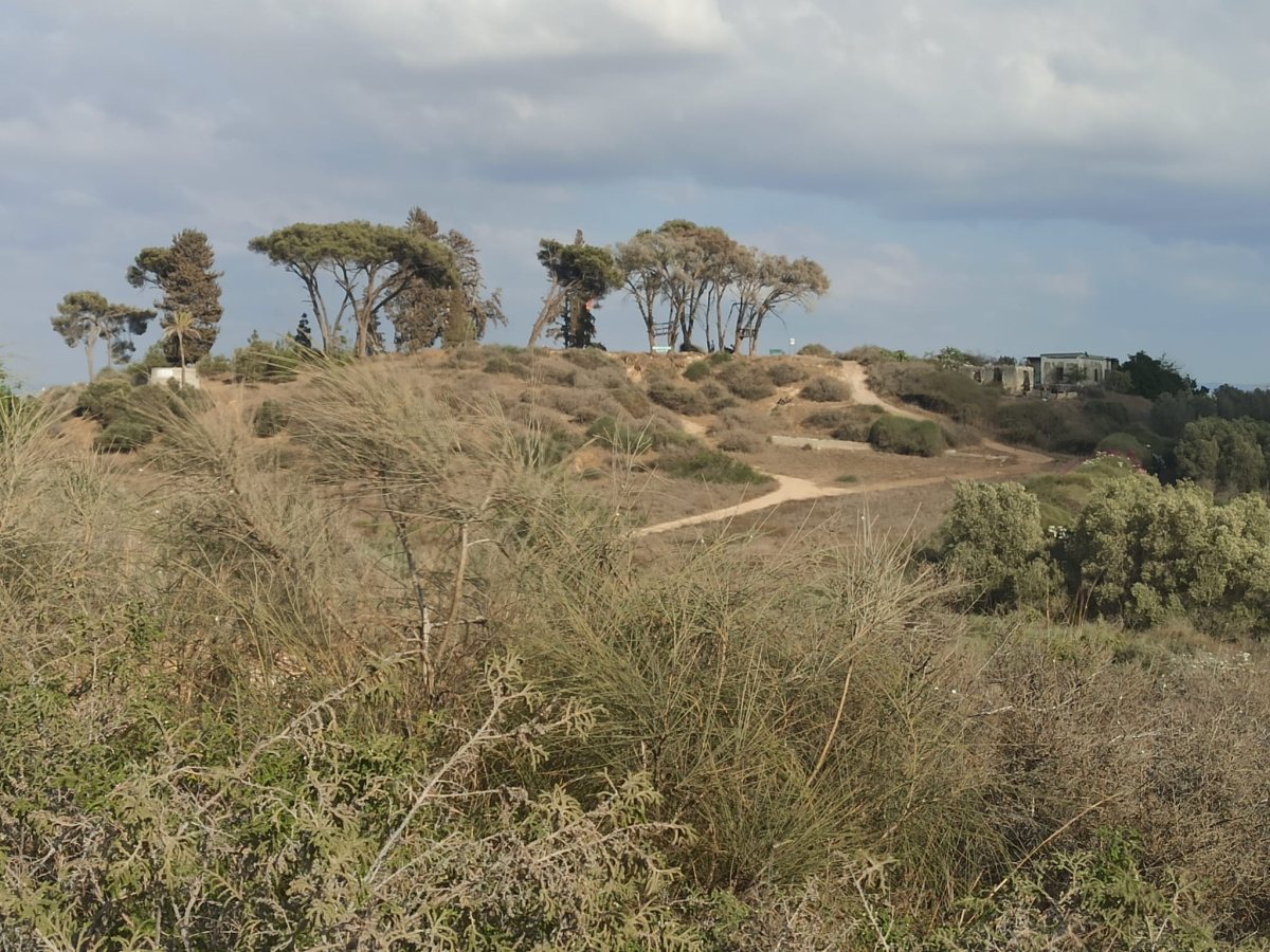 גבעת האורנים נס ציונה מבט מדרום לצפון