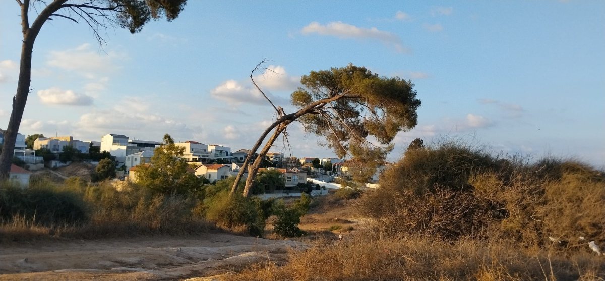 אורן שבור לב וצמרת בגבעת האורנים בנס ציונה טירת שלום