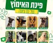 למצוא את החבר לחיים: שמונה כלבים ושני גורים מחכים לבית חם בנס ציונה