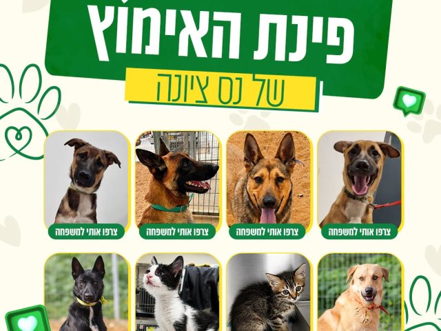 דוברות עיריית נס ציונה