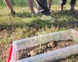 עגולשונים מיום השחרור, צילום עידו שקד רשות הטבע והגנים  
