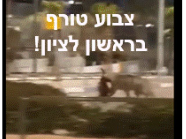 צבוע בראשון לציון צילום מסך פייסבוק 