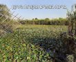 טיול קסום בלב הטבע: גילוי מחדש של מקורות הירקון, עין אפק ומבצר אנטיפטרוס