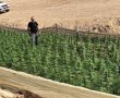 המצוד אחר סוחרי הסמים בנגב נמשך: עשרות חממות אותרו בתוך שעות