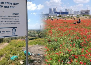 שבת אדומה סביב נס ציונה - אלפי מבקרים גדשו את מרבדי הפריחה בשדות טירת שלום ורחובות 