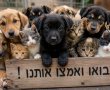 ההזדמנות שלכם לאהבה חדשה: מ ח ר 28.5 יום אימוץ לכלבים וחתולים בנס ציונה