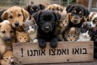 ההזדמנות שלכם לאהבה חדשה: מ ח ר 28.5 יום אימוץ לכלבים וחתולים בנס ציונה