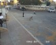  כלב תועד תוקף חבורת ילדים בשכונה חרדית באשדוד (וידאו). לטענתם, בעליו שיסה אותו בהם !