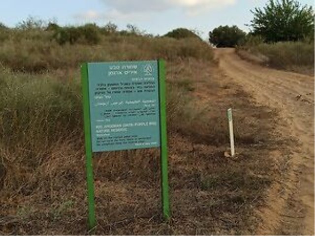 שמורת אירוס הארגמן בית חנן מסלול טיול בשמורה צילום רועי איתן אוגוסט 2020 