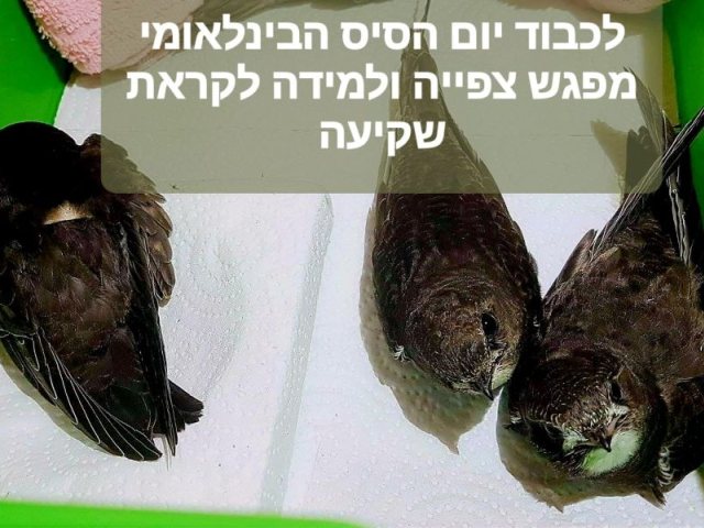 סיס החומות. צילום: עינת מטלון