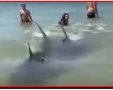 צילום מסך יוטיוב שוחים עם כרישים בחוף חדרה