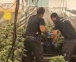 מעבדת הידרו, 100 ק"ג סם ואלף שתילים - זה מה שמצאה המשטרה בגן ילדים נטוש בבאר יעקב