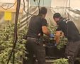 מעברת הידרו, 100 קג סם ואלף שתילים - זה מה שמצאה המשטרה בגן ילדים נטוש בבאר יעקב