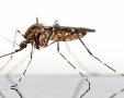 איך נפטרים מזבובים ברחשים יתושים  https://pixabay.com 