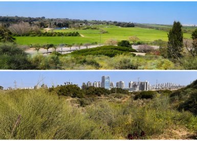 דדוברות ועדת התכנון