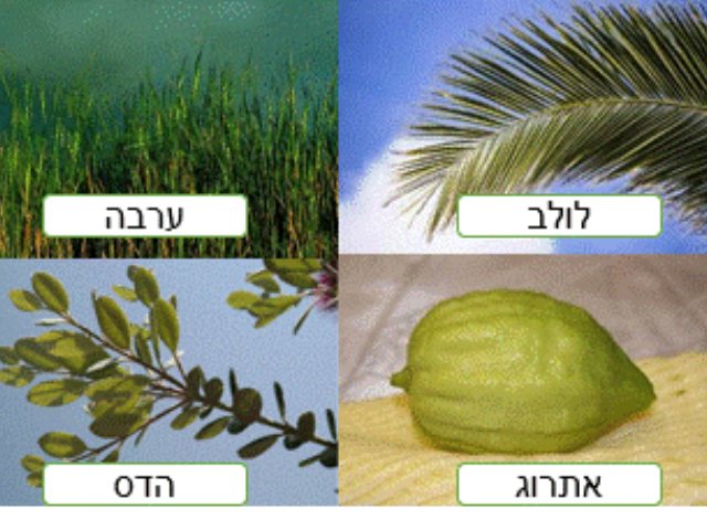 תמונה של ארבעת מינים סוכות  