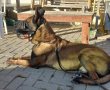 כלב הימ"מ "ג'אנגו" נהרג בפעילות בשכם בה חוסלו המחבלים שרצחו את בנות משפחת די