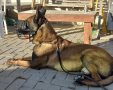 כלב הימ"מ "ג'אנגו". קרדיט צילום: דוברות משמר הגבול