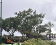 סערה בנס ציונה: רוחות של 70 קמ"ש גרמו לקריסת עצים. 