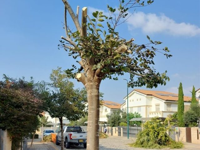 דוברות