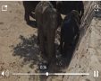 הפילים בספארי משחקים כדורגל צילום דוברות הספארי 