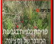 במקום דרום אדום: כלניות בגבעות הכורכר בנס ציונה 