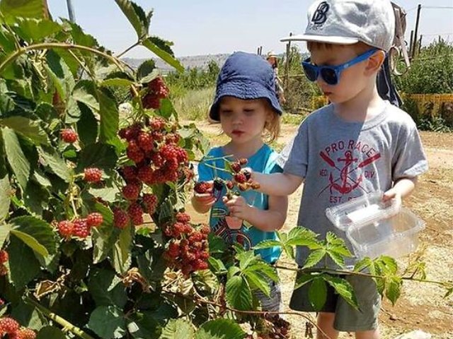 קטיף פירות יער-בוסתן בראשית בעין זיוון.