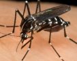 מהו יתוש הטיגריס האסייני ומהי מחלת קדחת הנילוס המערבי המועברת על ידו בעקיצה?ארכיון