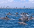 אורחים שתמיד תשמח שישארו איתנו: להקת דולפינים גדולה נצפתה מול חופי אשדוד
