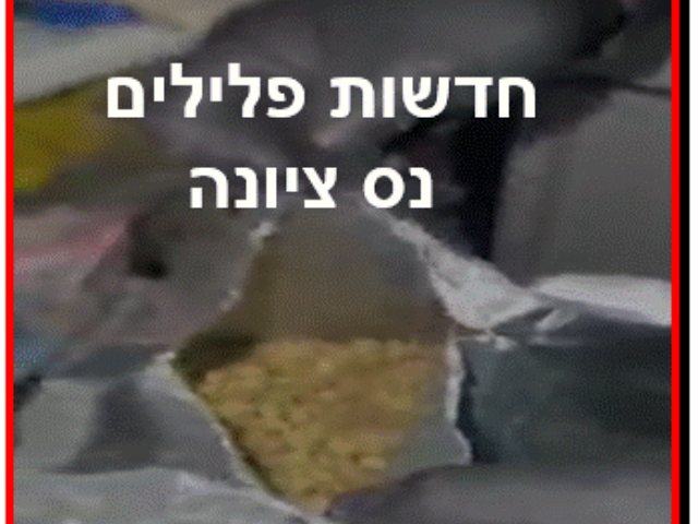 חדשות פלילים נס ציונה 