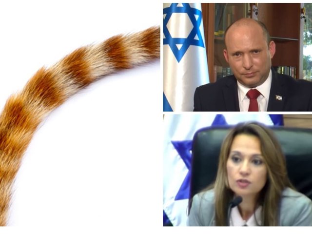 צילומי מסך: