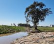 קק"ל משיקה את "חלון ראווה ירוק": פרויקט שיקום נחל שורק ויער ביל"ו 